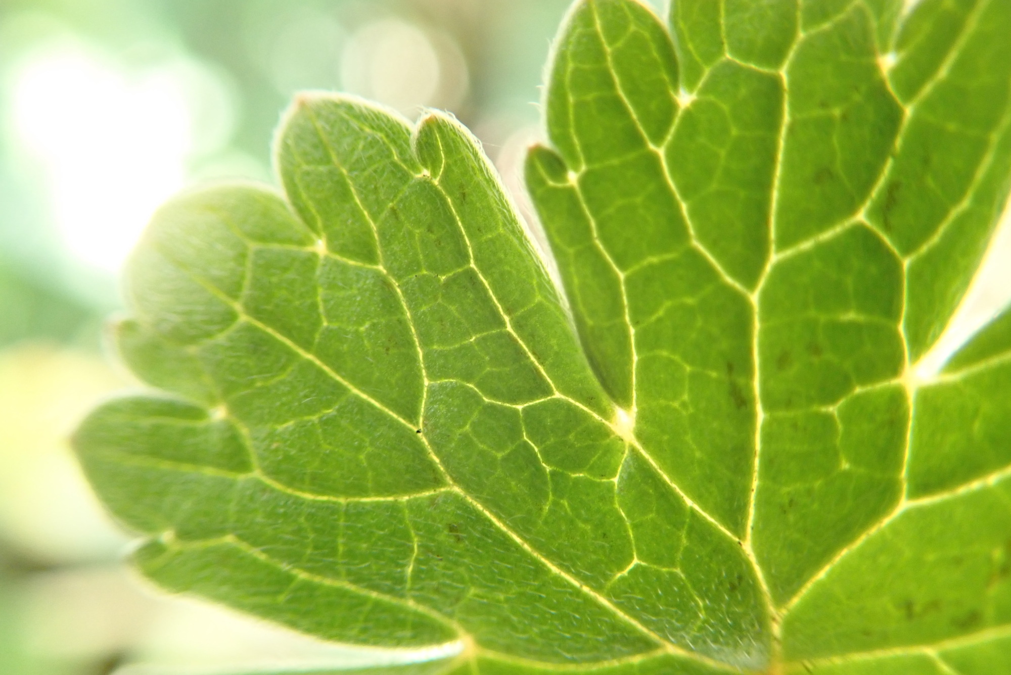 A close up of a leaf
