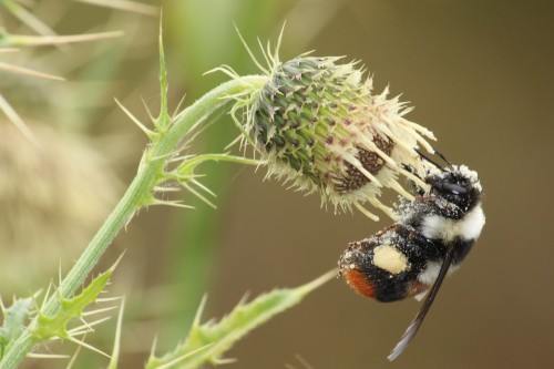Honeybee on thistle