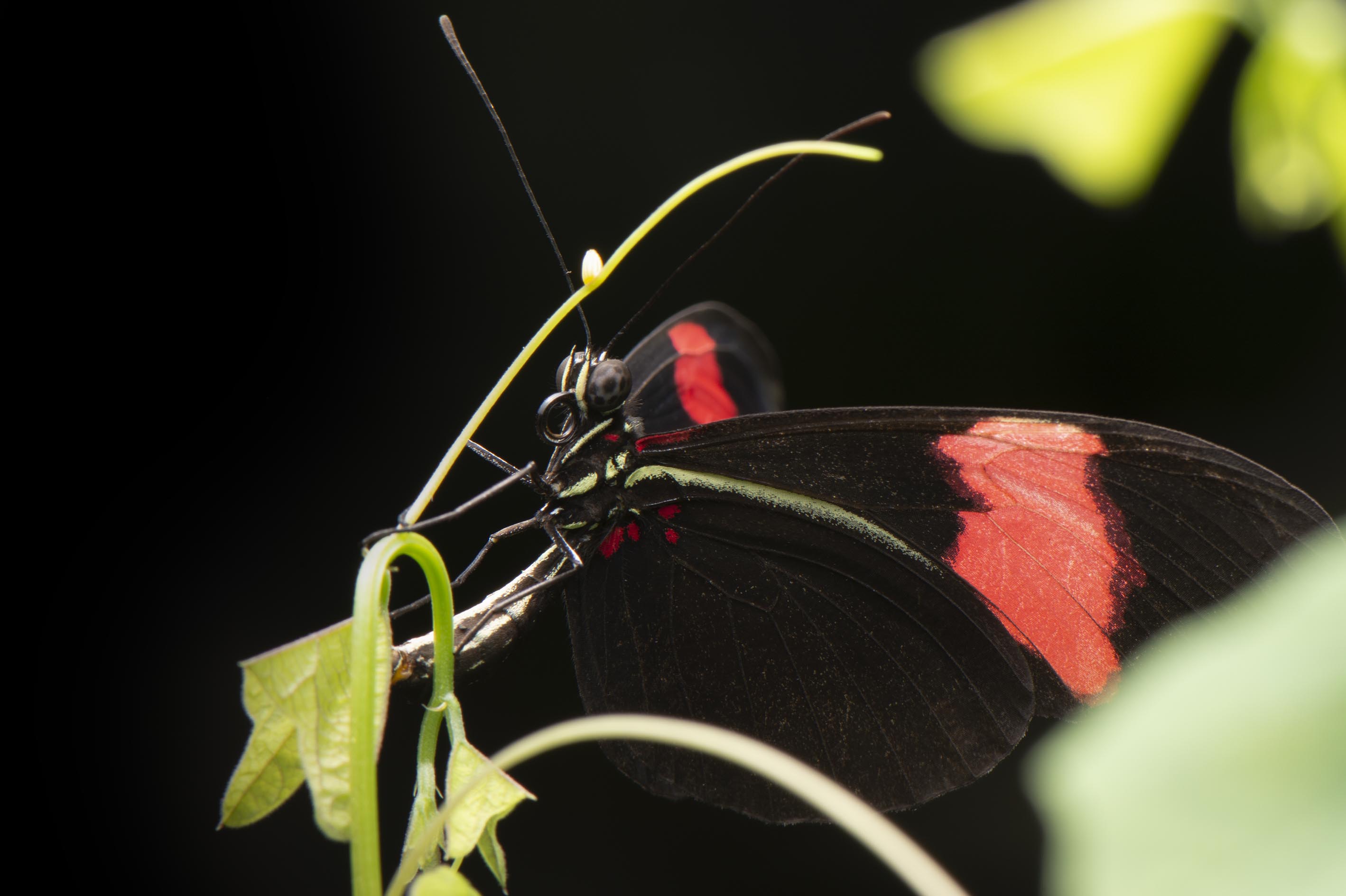 A female Heliconius erato laying an egg on Passiflora biflora
