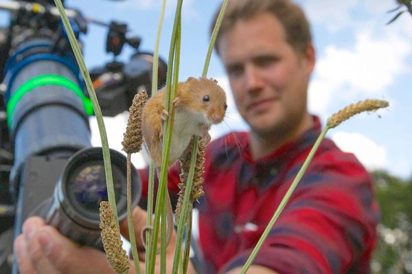 A dormouse in some grass, with a person directly behind who is out of focus