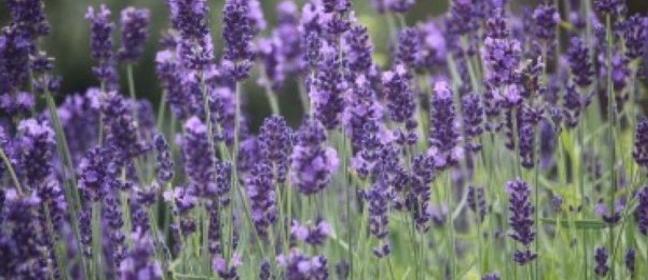 Lavender plants in flower