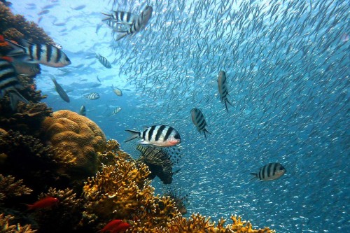 Coral and fish in sea