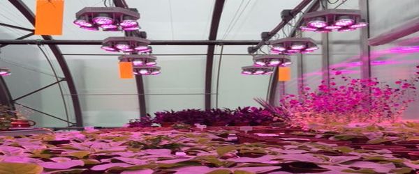 Thermal lights throw a shade of purple onto the plants they are heating up below