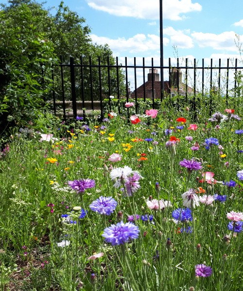 A photo of flowers grown in the School of Biological Sciences allotment