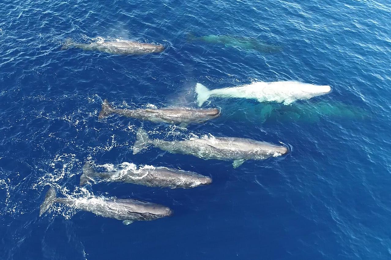 A pod of sperm whales in the Mediterranean Sea