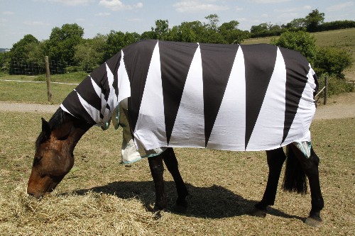 Horse with black and white patterned blanket stripes