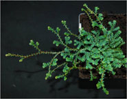 Selaginella uncinata, a member of a primitive group of plants called spikemosses