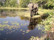 Mafunyane, one of the study elephants wearing a radio collar, in the lagoon outside base camp