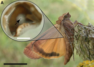 The neurons in the ear of the Large Yellow Underwing Moth are activated by movement of the eardrum the size of an atom