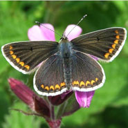 The Brown Argus butterfly