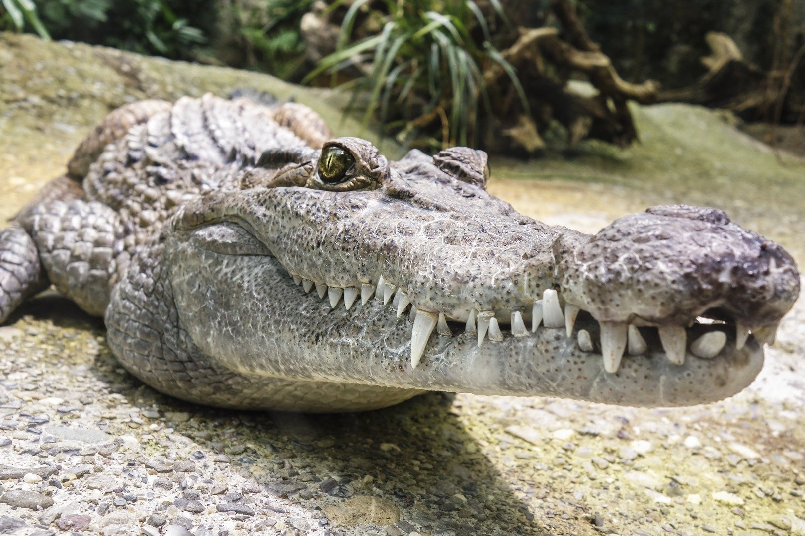 Crocodiles: Facts And Photos Of Some Of The Toothiest Reptiles