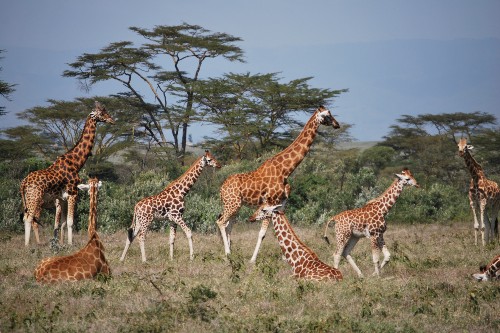 Giraffes-article