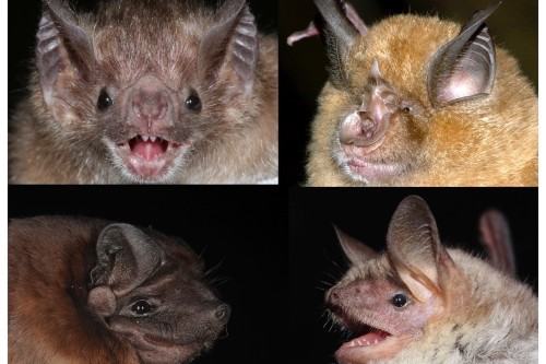 2021: Accurate Aging of Wild Animals Thanks to First Epigenetic Clock for  Bats | School of Biological Sciences | University of Bristol