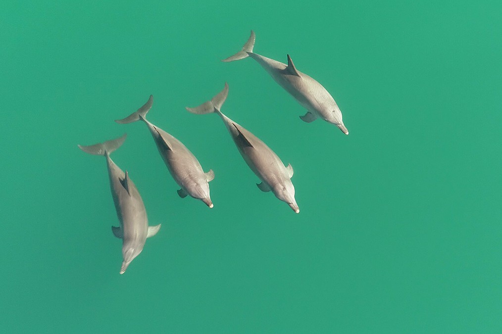 dolphins-article