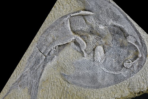 The holotype specimen of the fossil Tujiaaspis vividus from 436 million year old rocks of Hunan Province and Chongqing, China.
