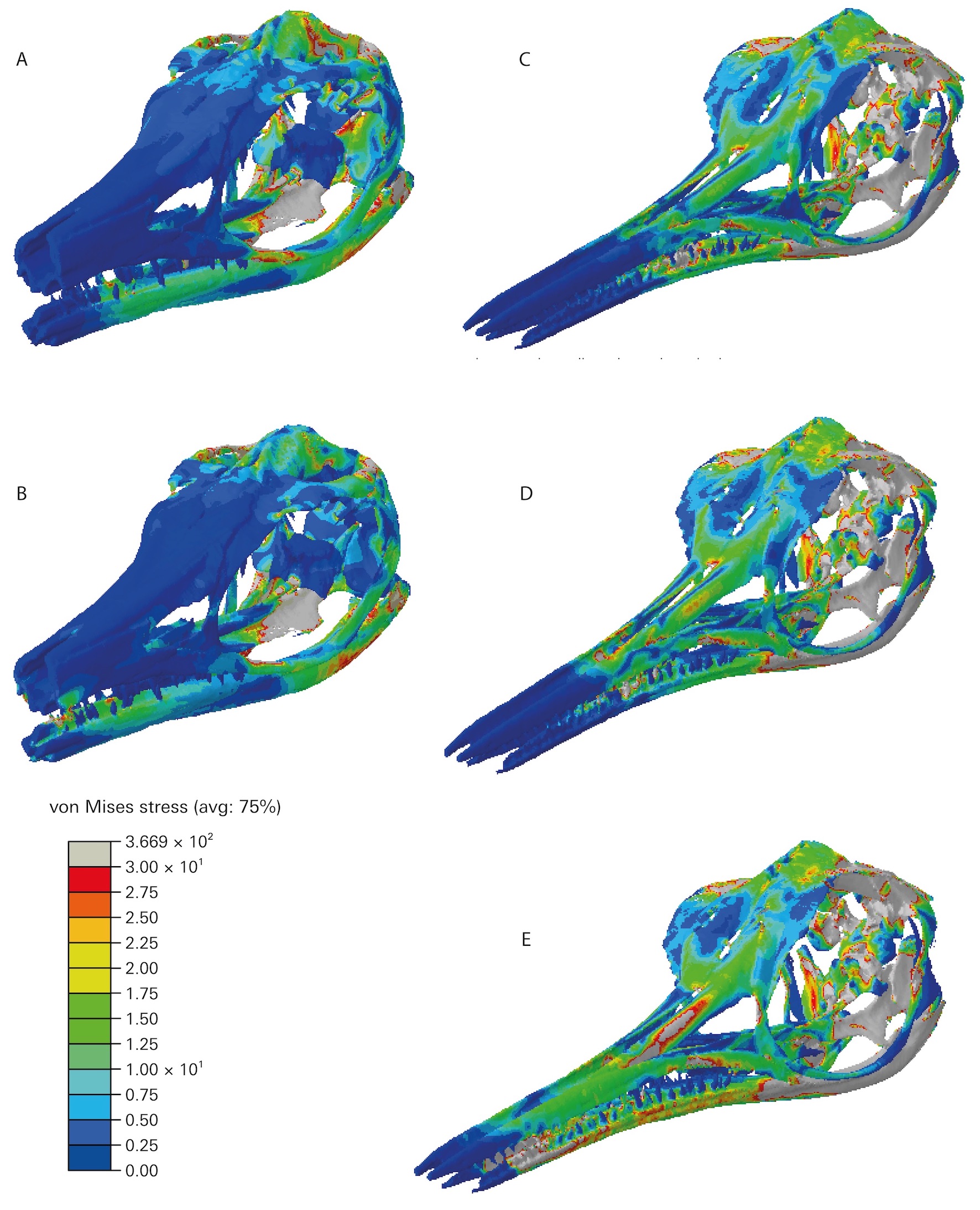 Figure showing 3D models of Ichthyosaurs skull