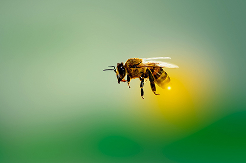 A honey bee is shown flying against a blurry green and yellow background
