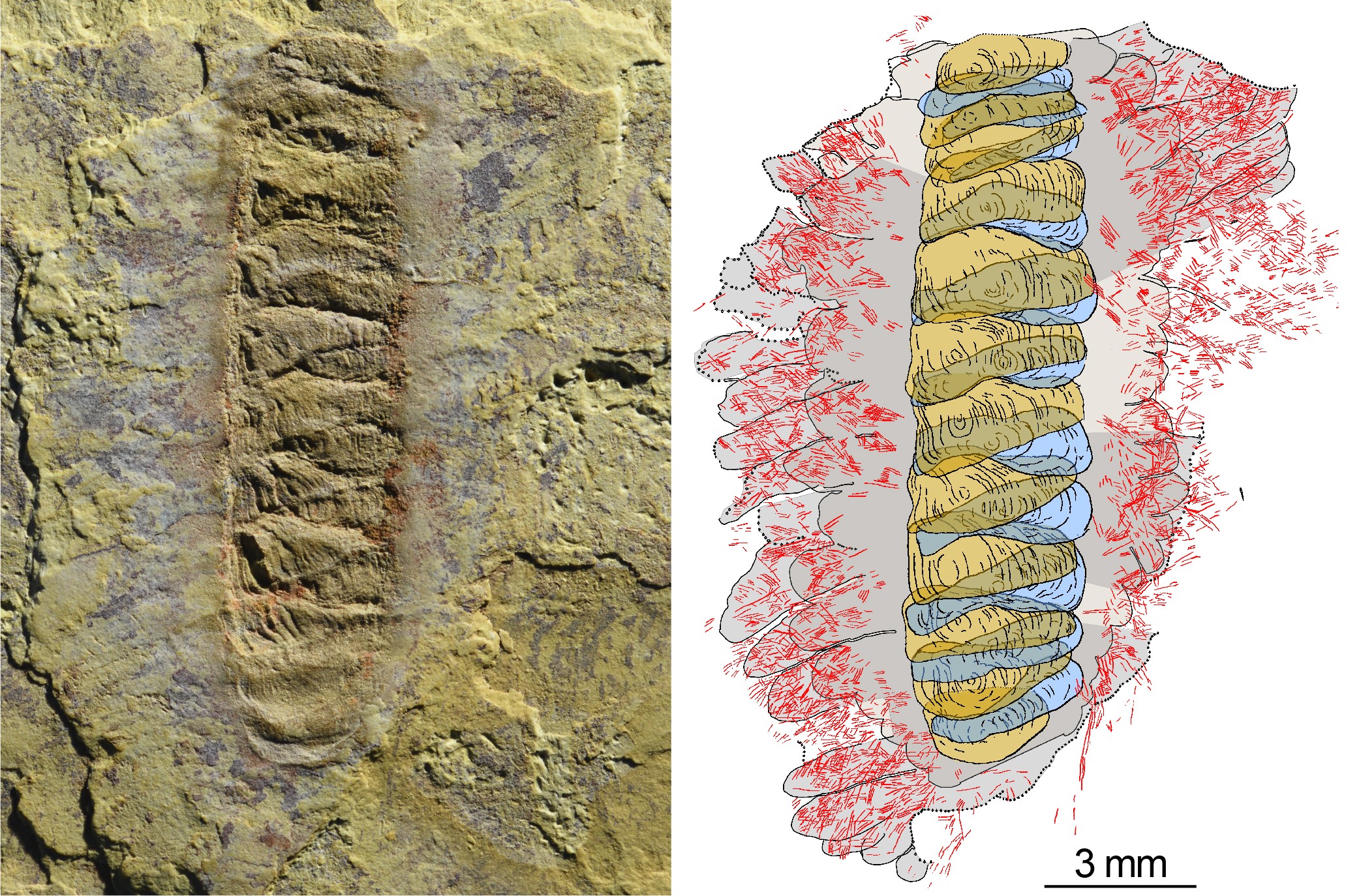 The fossil Wufengella and a drawing outlining the major components of the organism