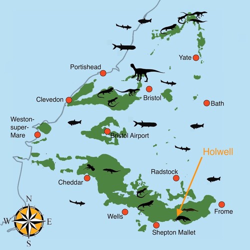 Map of the Bristol area 202 million years ago, when sea level was higher, and the hills were islands. Examples of fishes are shown in the sea and reptiles on land. Holwell lay on the south coast to the Holwell Island