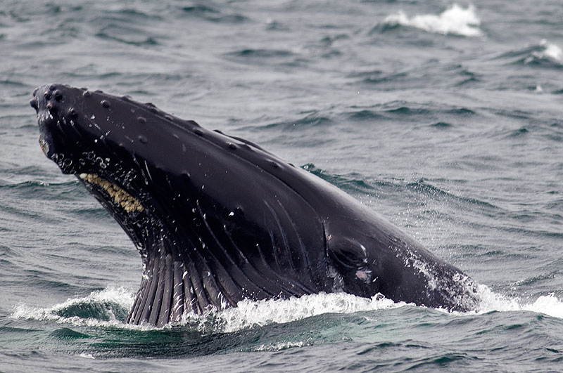 A humpback whale breaching the surface of the water with its face