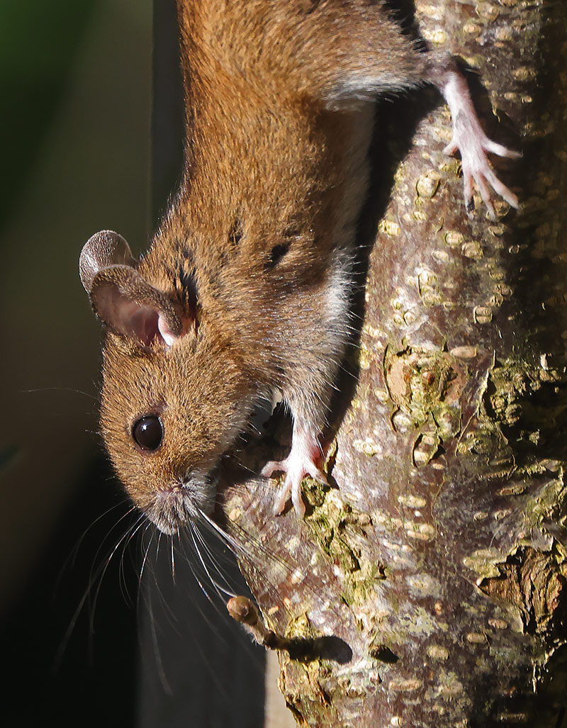 A close-up of a mouse coming down a tree vertically.