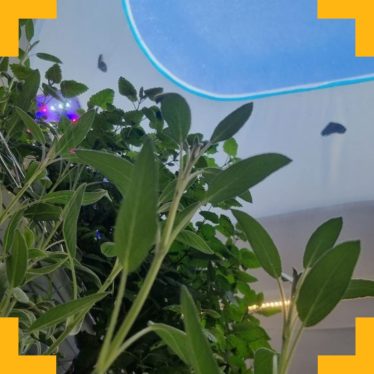 Hydroponic plants growing in a white room with a skylight