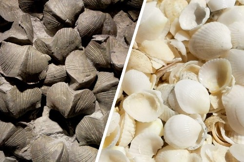 Left, Devonian brachiopod fossils from Ohio, USA. Image by ‘Daderot’ (Wikimedia Commons; Creative Commons CC0 1.0 Universal Public Domain Dedication). Right, recent bivalve shells from shell beach, western Australia. Image by Zhong-Qiang Chen.