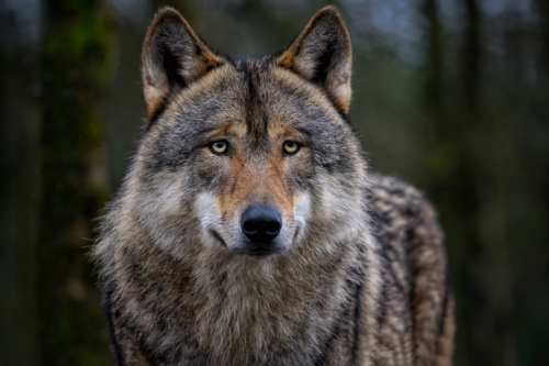 A grey wolf