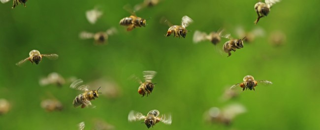 pollination-drones | Cabot Institute for the Environment | University of  Bristol
