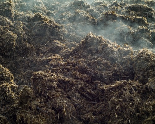 pile of steaming manure