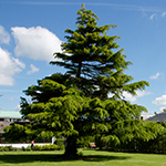 Image of a tree at the Langford campus