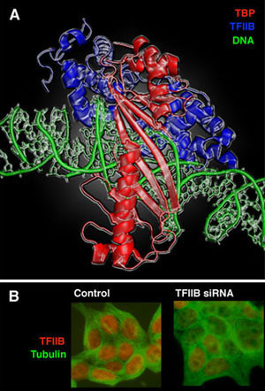 Image of a structural presentation of a human TF11B-TBP complex bound to a TATA element