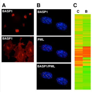 Image of BASP1 localization