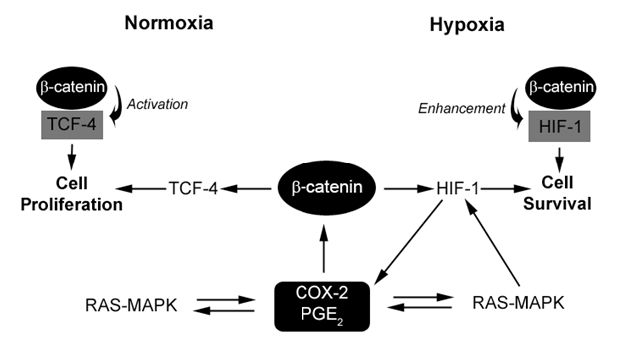 COX-2 expression induced through activation of oncogenic pathways