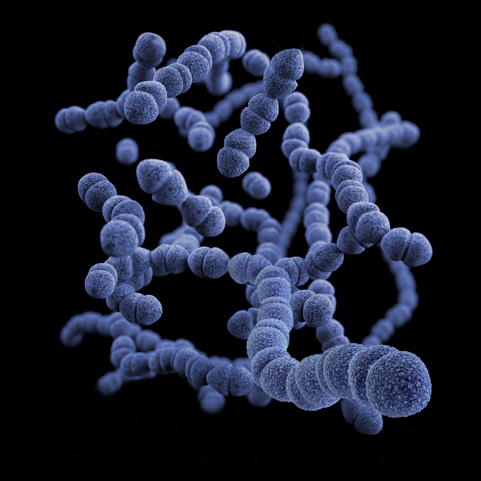 An image of streptococcus bacteria.