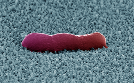 A deformed E. coli K12 bacterium on PET nanopillared surface. Image credit: Dr Irill Ishak.