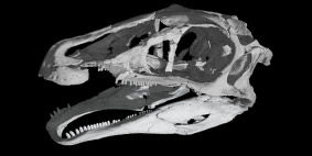 3D dinosaur skull model