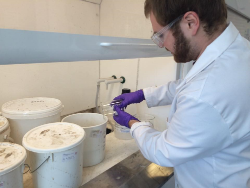 A man wearing protective goggles and gloves pours liquid from a beaker into a bucket in a lab setting. He is preparing fossils.