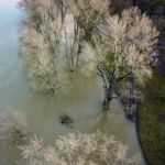 Aerial view of a flooded field with trees