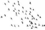 A flock of birds flying in the sky