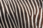 A zebra pattern