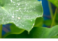 Water droplets on a large green leaf in Costa Rica