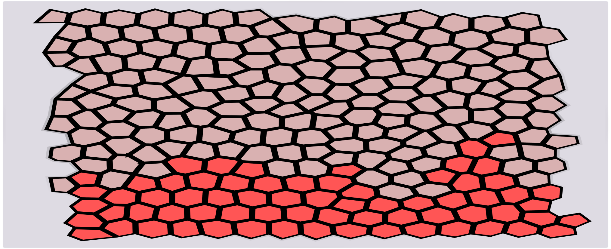 Diagram of a simulated epithelial cell mesh. 