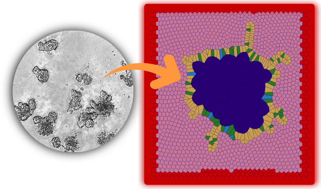 Images of intestinal organoids from a microscope compared with an image of a simulated organoid using an agent-based model.