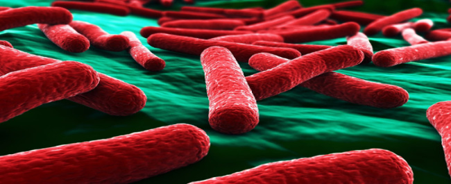Image representation of Escherichia coli used on genome design.