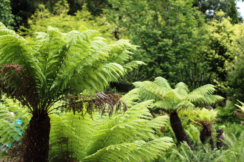 Tree ferns in the Botanic Garden