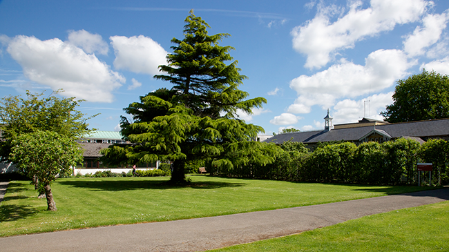 A small green space with a row of green hedges to the right, a large green tree in the middle and smaller green trees to the left.