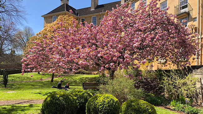 A small green space with two people sat on the grass relaxing. Behind them are two brighly trees with pink flowers on. There is also a bench under the trees. Behind the trees is a large pale coloured building