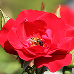 A close up of a bright red rose with a bee sat in the middle