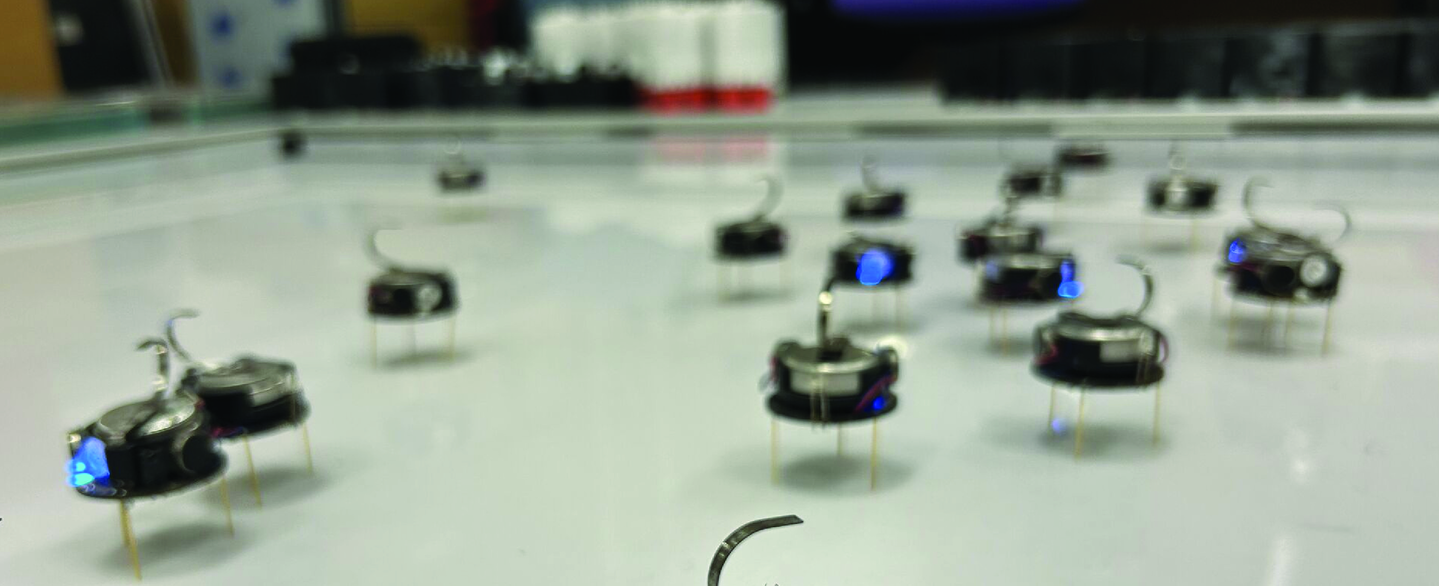 A close-up view of a swarm of robots on a white surface. The robots are each about 5 centimetres across. They are cylindrical and stand on three thin wire legs. Blue lights are visible on many of the robots.